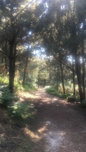 parque-de-bens-acceso-pinos