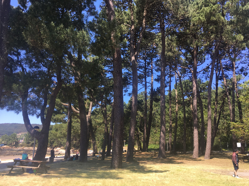 praia-broña-pinar.JPG